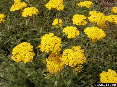fernleaf yarrow (Achillea filipendulina Lam.)