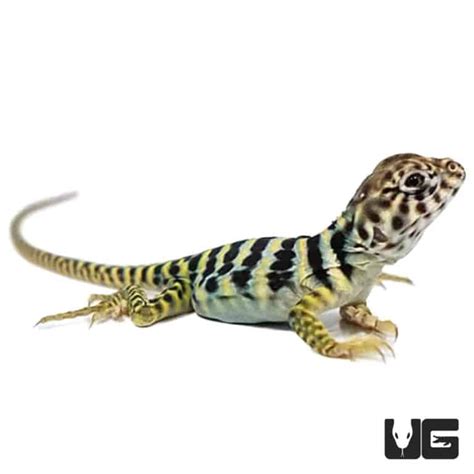 Baby Eastern Collared Lizards For Sale - Underground Reptiles