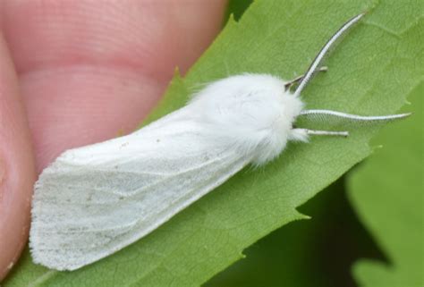 Virginian tiger moth - Spilosoma virginica - BugGuide.Net