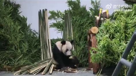 大熊猫「丫丫」回到北京动物园 需静养暂不对外展出 | 星岛日报