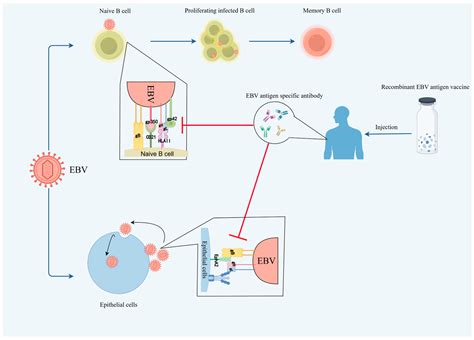 Recent Progress in the Vaccine Development Against Epstein–Barr Virus