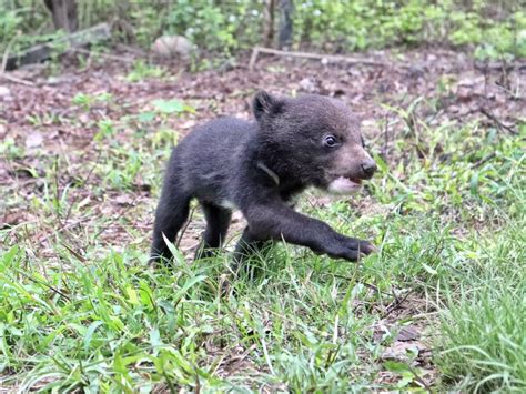 New beginnings for two Asiatic black bear cubs at CBRC - WinDaddy APP ...