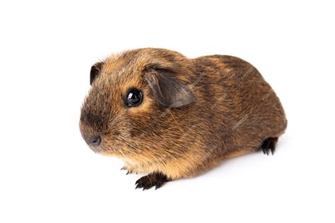 Premium Photo | Cute little brown guinea pig isolated on white ...
