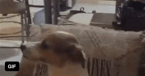 Dog Fondant Tutorial 的图像结果