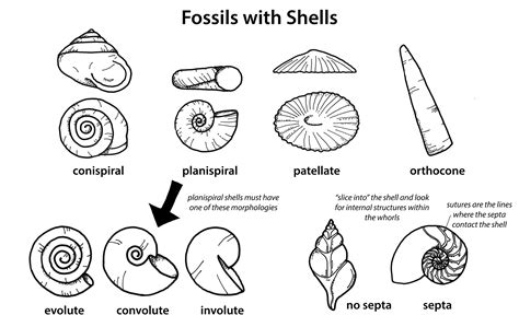 Fossil Shell Types