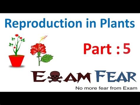 Asexual Reproduction through Spore Formation Video Lecture - Class 7