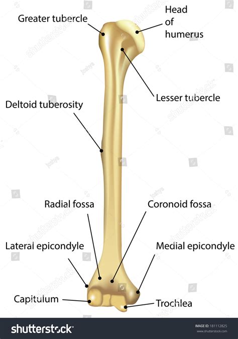 Humerus Labeled Diagram Stock Illustration 181112825 - Shutterstock