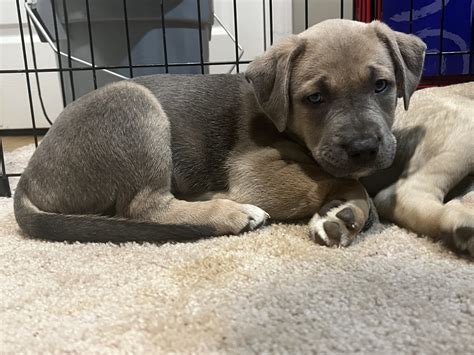 Carolina Dog Puppies For Sale | Smyrna, GA #491163