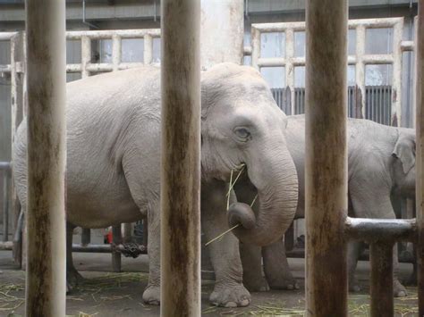 Beijing Zoo Tickets: how to buy, prices and discounts - Hellotickets