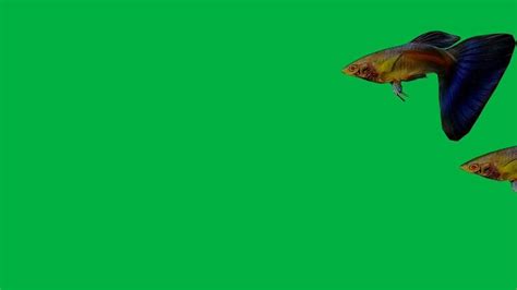 Image result for Stop Motion Fish