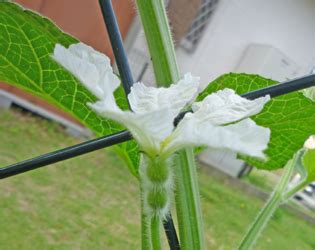 瓢箪の花 に対する画像結果