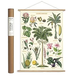 Cavallini Papers & Co. VPK/TROP Vintage Wall Décor, Multicolor : Amazon ...
