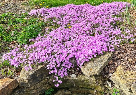 Phlox Ground Cover Plants