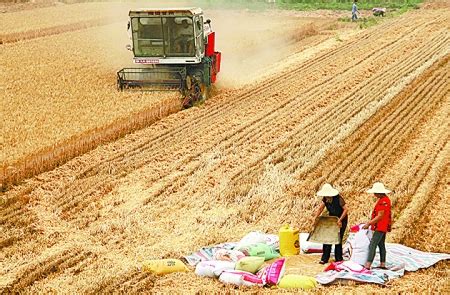 河南已收获小麦面积达7240万亩 接近九成