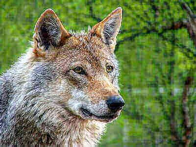 Kids Hunting Wolves 的图像结果