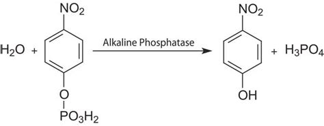4-Methylumbelliferyl phosphate (4-MUP) Liquid Substrate System liquid ...