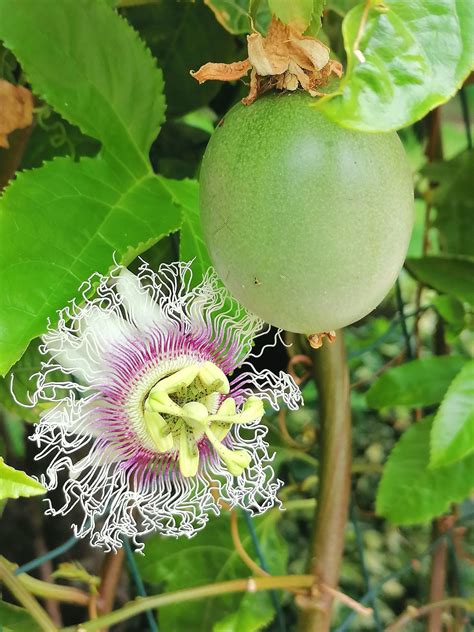 Passiflora edulis - Purple Granadilla - Jurassicplants Nurseries