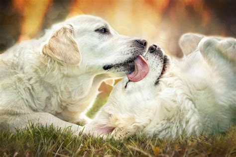 Why Do Dogs Lick Other Dogs Faces - Acme Canine