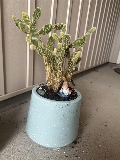 Repotting Opuntia 的图像结果