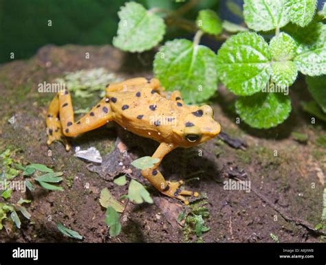 Panamanian Golden Frog Atelopus zetecki Elle Valle Panama Stock Photo ...