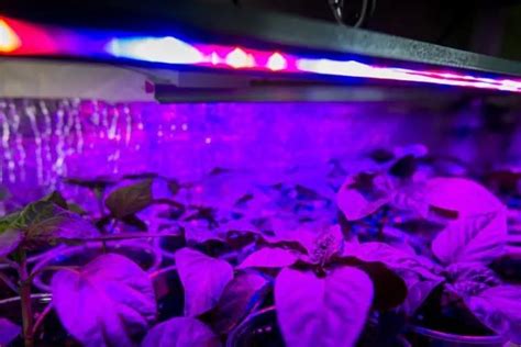 Image result for LED Grow Light Spectrum