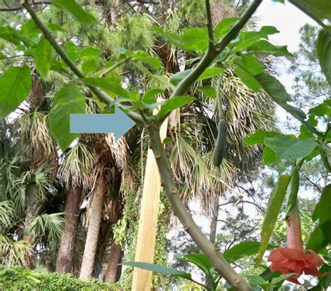 Meleklerin boruları Brugmansia sp. (Angels Trumpet) - Page 41 - agaclar.net