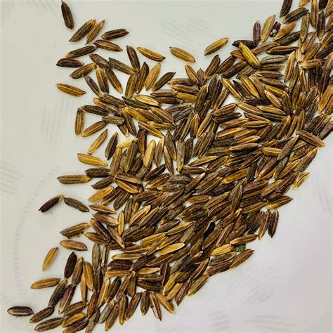 Manipuri Black Paddy Seeds-Chakhao Black Paddy – Vintage Farmers