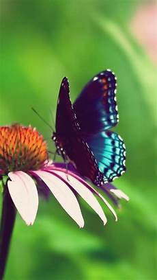 Free Butterfly Wallpaper For Android by Free Butterfly Backgrounds For Android Pixelstalk Net Free Butterfly Wallpaper For Android