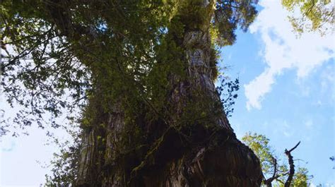 World Oldest Trees: 10 oldest trees in the world that are still living ...