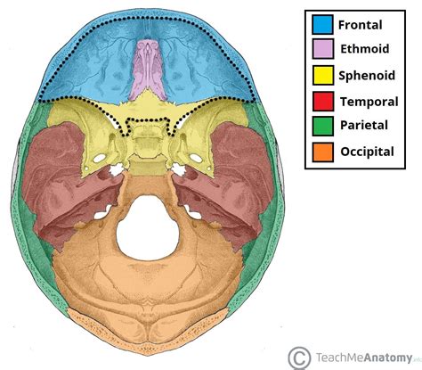 Anterior Cranial Fossa - Boundaries - Contents - TeachMeAnatomy