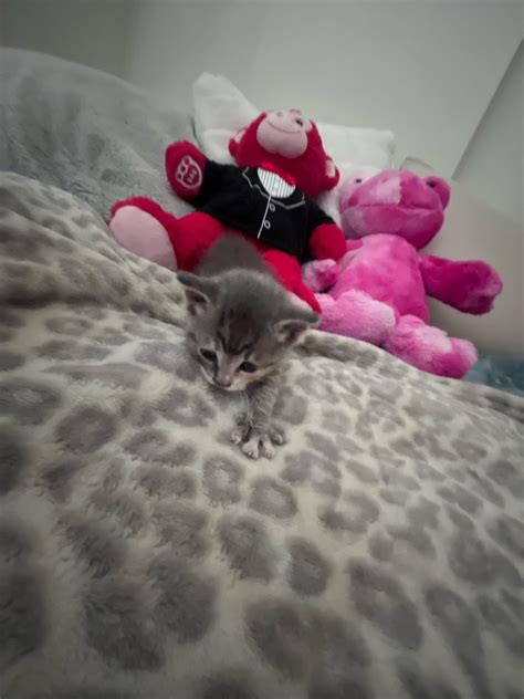 Craigslist kitty (OC) : r/aww