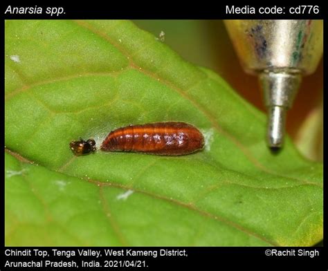 Anarsia spp. Zeller, 1839 - | Moths