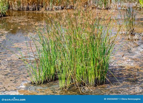 Plants Grow in the Water of a Polluted Reservoir Stock Image - Image of ...
