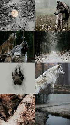 Aesthetic Wolf Wallpaper by Aesthetic Wallpapers Wolves Aesthetic Anonymous Asked Aesthetic Wolf Wallpaper
