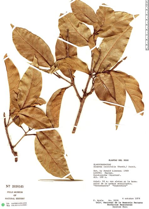 Sloanea laurifolia | Rapid Reference | The Field Museum