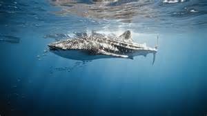 The whale shark: Footage of the world's biggest fish species