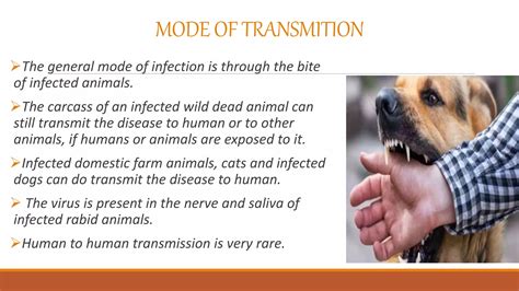 Rabies | PPTX