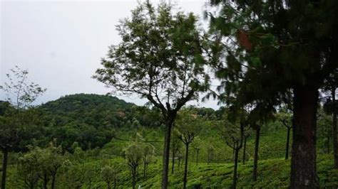 Coonoor Images - Vacation Pictures of Coonoor, The Nilgiris District ...