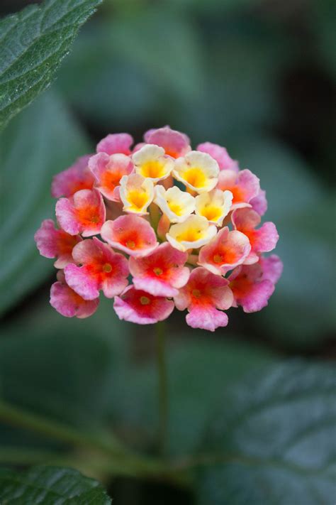 Image result for Flower Project