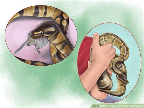 Image result for Caring for Ball Python