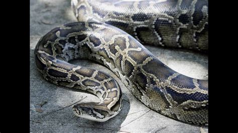 Image result for Burmese Python Eating Dog