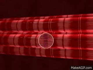 Image result for Crossbridge Cycle Animation