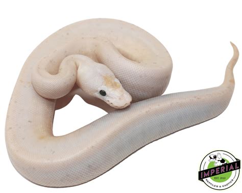 Image result for Super Fire Ball Python