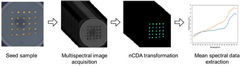 Non-Destructive Seed Viability Assessment via Multispectral Imaging and ...