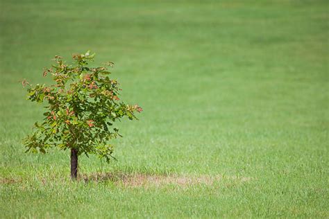 Image result for Small Oak Tree Sapling