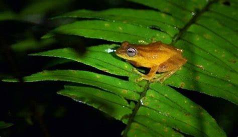 Kurinjal | WhatsHot Bangalore