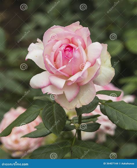 Rose in bloom stock photo. Image of elegant, natural - 36407144