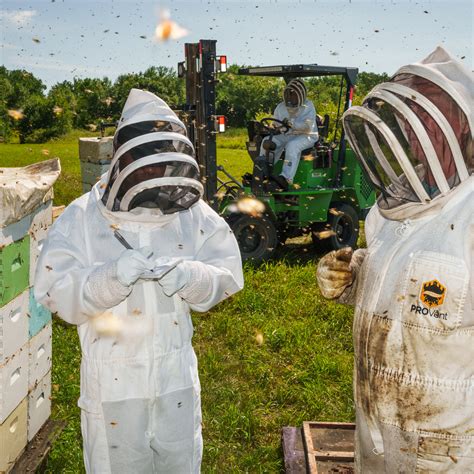 Bees - The New York Times