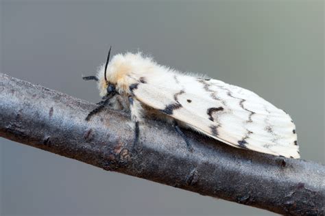 Image result for Gypsy Moth