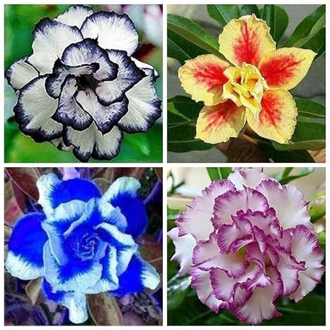 Guruji plantion Combo Pack of 4 Bonsai Air Purifying Adenium Flower ...